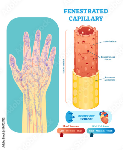 Fenestrated capillary anatomical vector illustration cross section. Circulatory system blood vessel diagram scheme on human hand silhouette. Medical educational information.