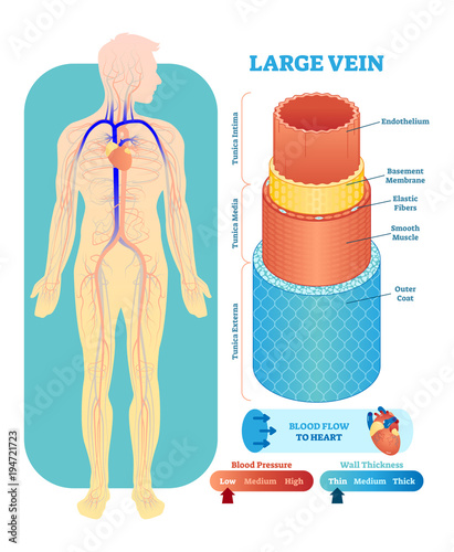 Large vein anatomical vector illustration cross section. Circulatory system blood vessel diagram scheme on human body silhouette. Medical educational information. 
