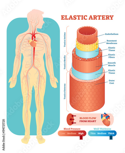 Elastic artery anatomical vector illustration cross section. Circulatory system blood vessel diagram scheme on human body silhouette. Medical educational information. 