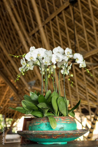 Fototapeta Naklejka Na Ścianę i Meble -  White orchids with space for text. Bali island.