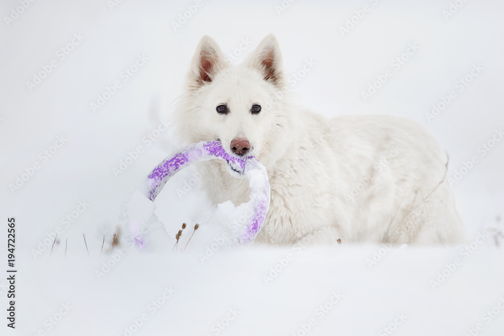 active dog in winter park, white Swiss Shepherd