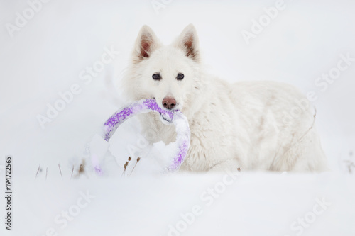 active dog in winter park  white Swiss Shepherd