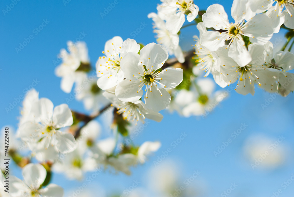 Cherry flowers