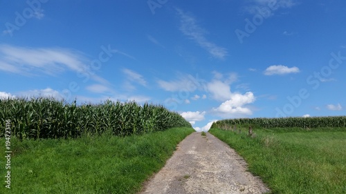 Weg durch grüne Maisfelder vor blauem Himmel