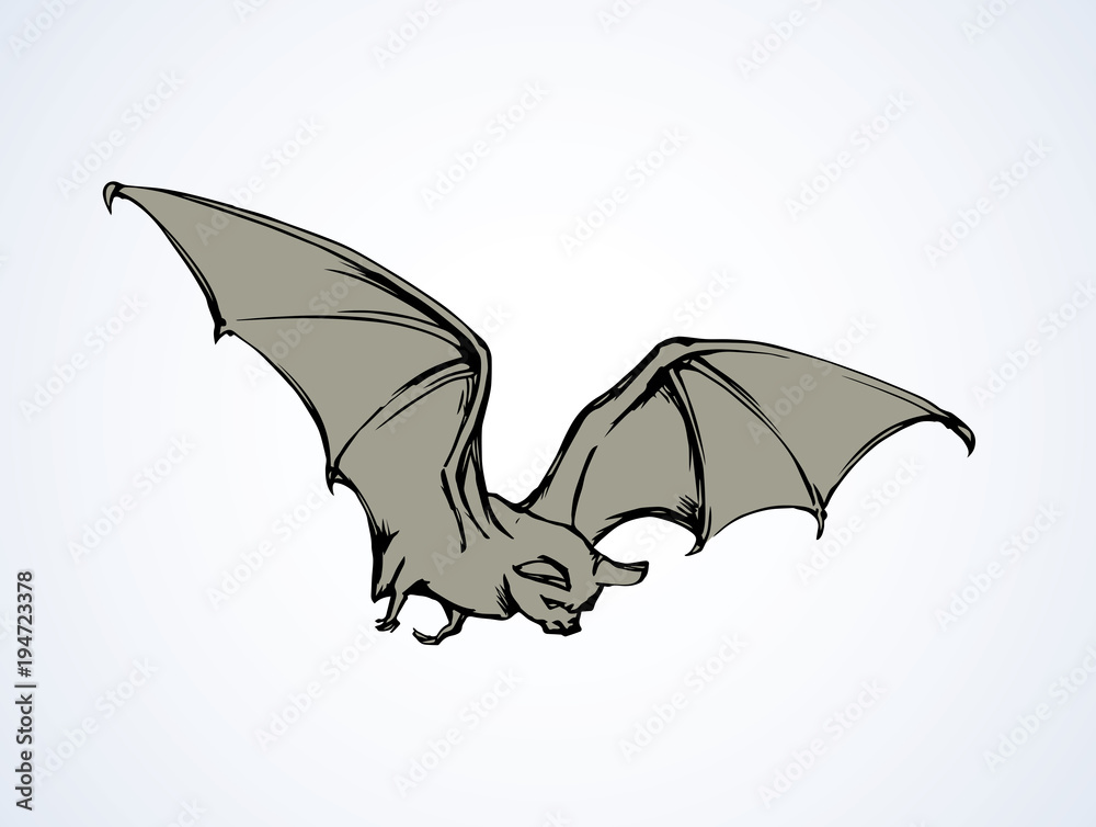 Bat. Vector drawing Bat. Vector drawing