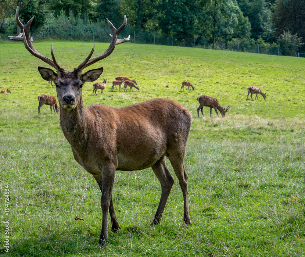 Hirsch auf der Weide