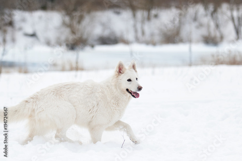 active dog in winter park, white Swiss Shepherd
