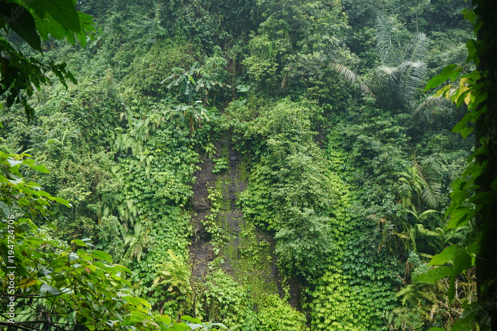 Obraz premium Hike in the jungle of Bali Indonesia very green leafs