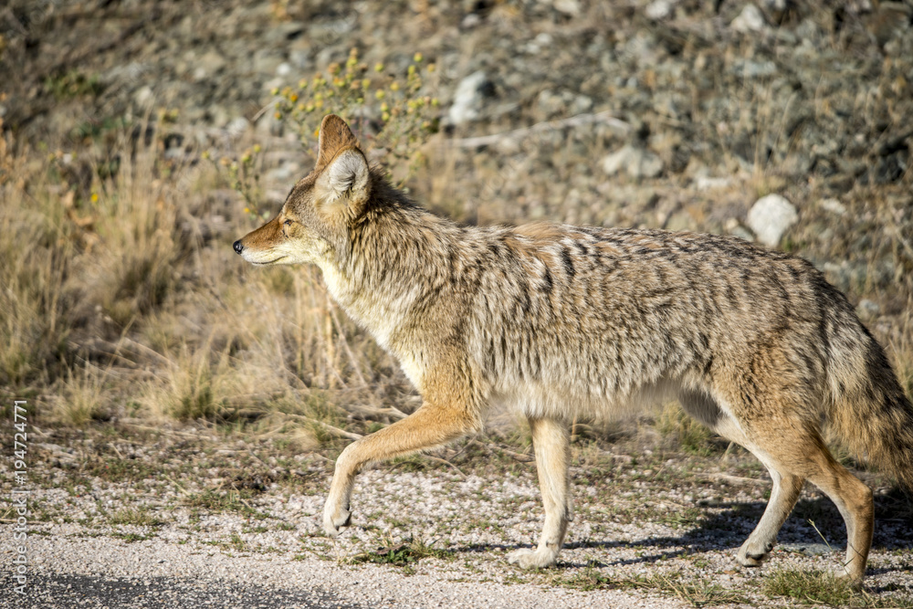 Coyote walking near a road in Northern Utah Coyote walking near a road in Northern Utah