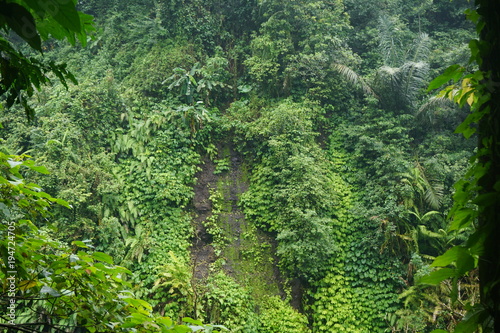 Hike in the jungle of Bali Indonesia very green leafs