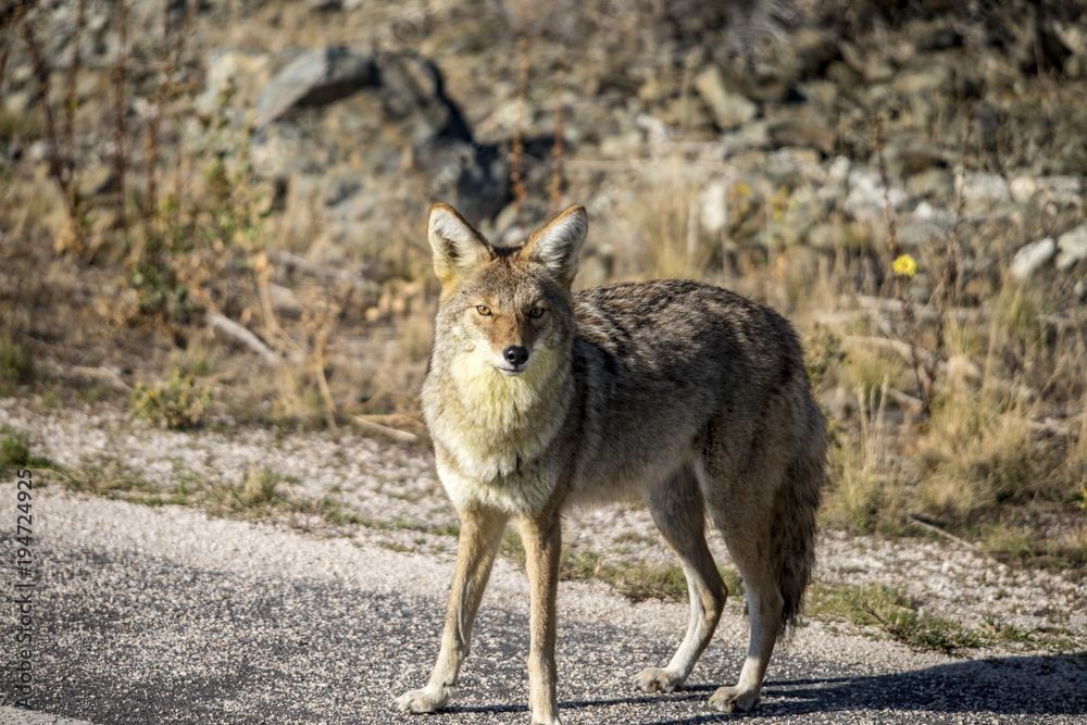 Coyote walking near a road in Northern Utah Coyote walking near a road in Northern Utah