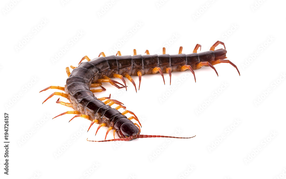 centipede on white background