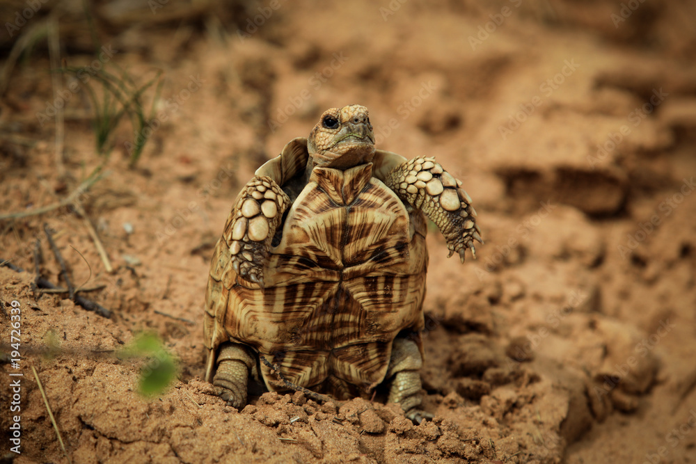 Funny tortoise in Botswana Stock Photo | Adobe Stock