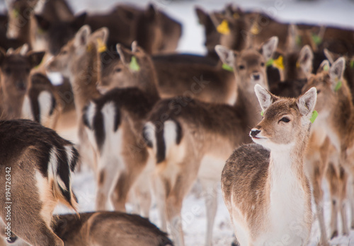A crowd of deer