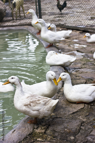 White ducks and geese on the shore of a blue pond