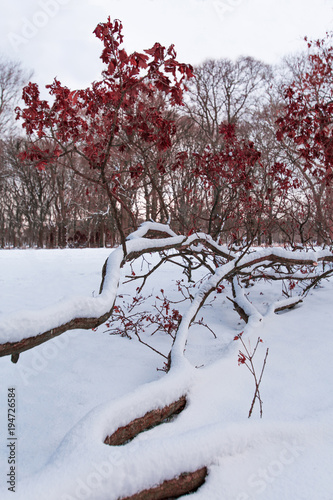 Fallen tree in the snow
