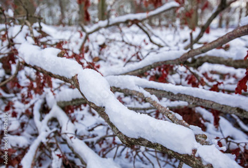 Fallen tree covered in snow
