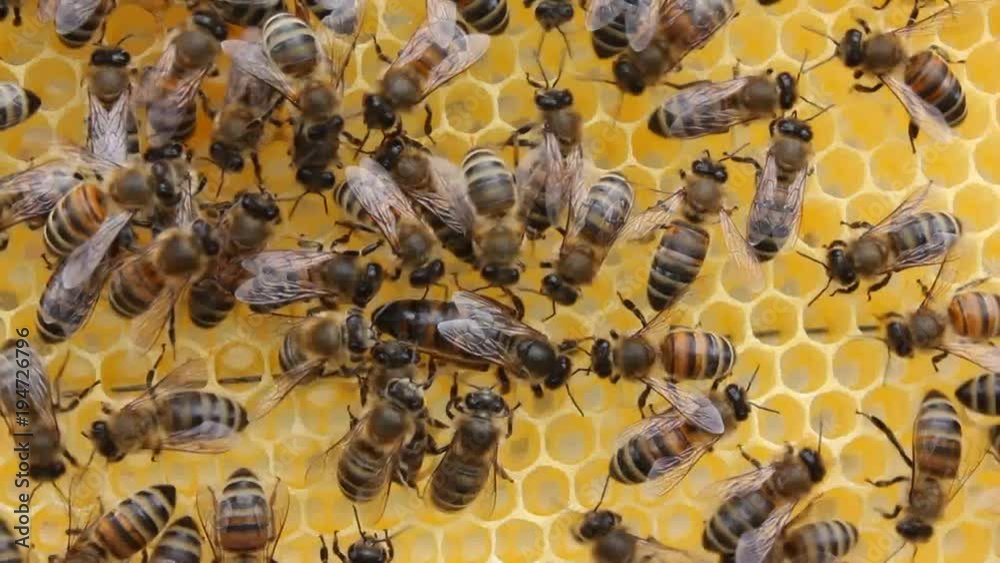 Queen bee and bees than the Sun are alarmed. Bees and their queen than