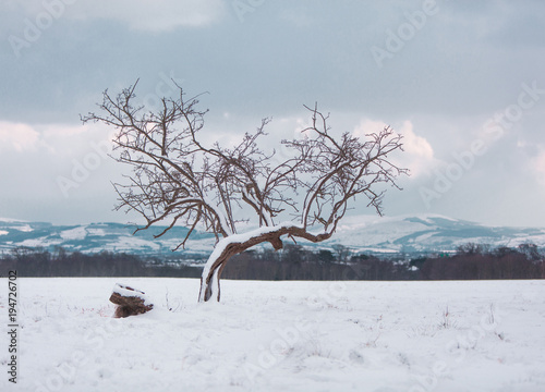 A lone tree in the snow