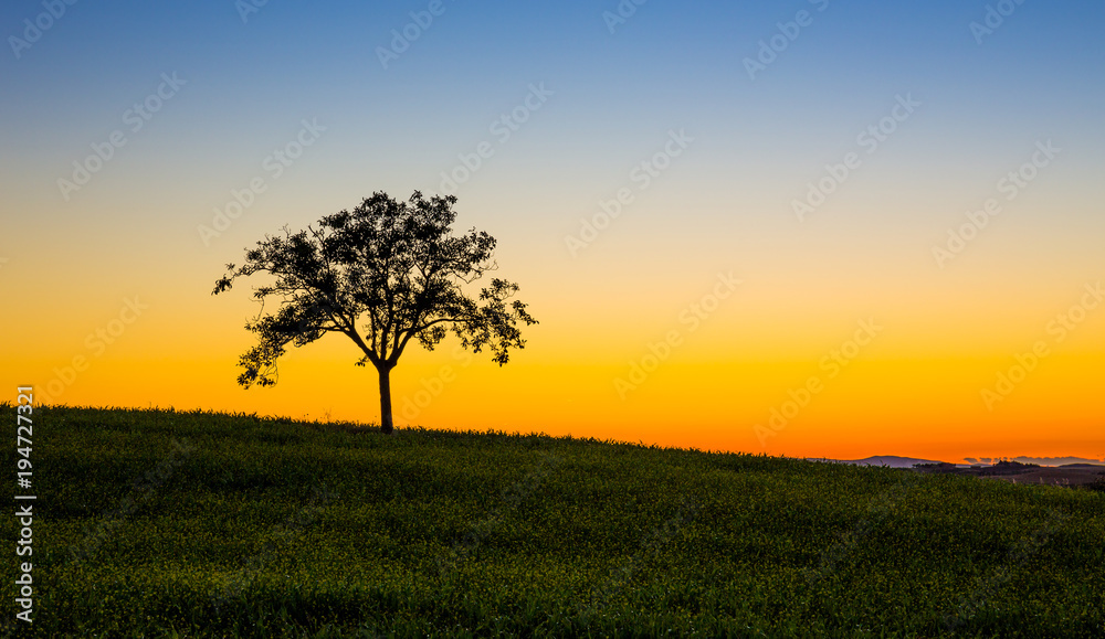 Lonely tree