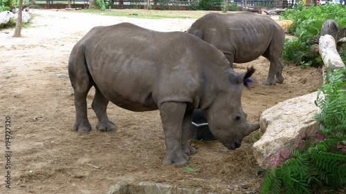 Two Rhinoceros at the Zoo. Close-up. Large rhino's face in the dirt. photo