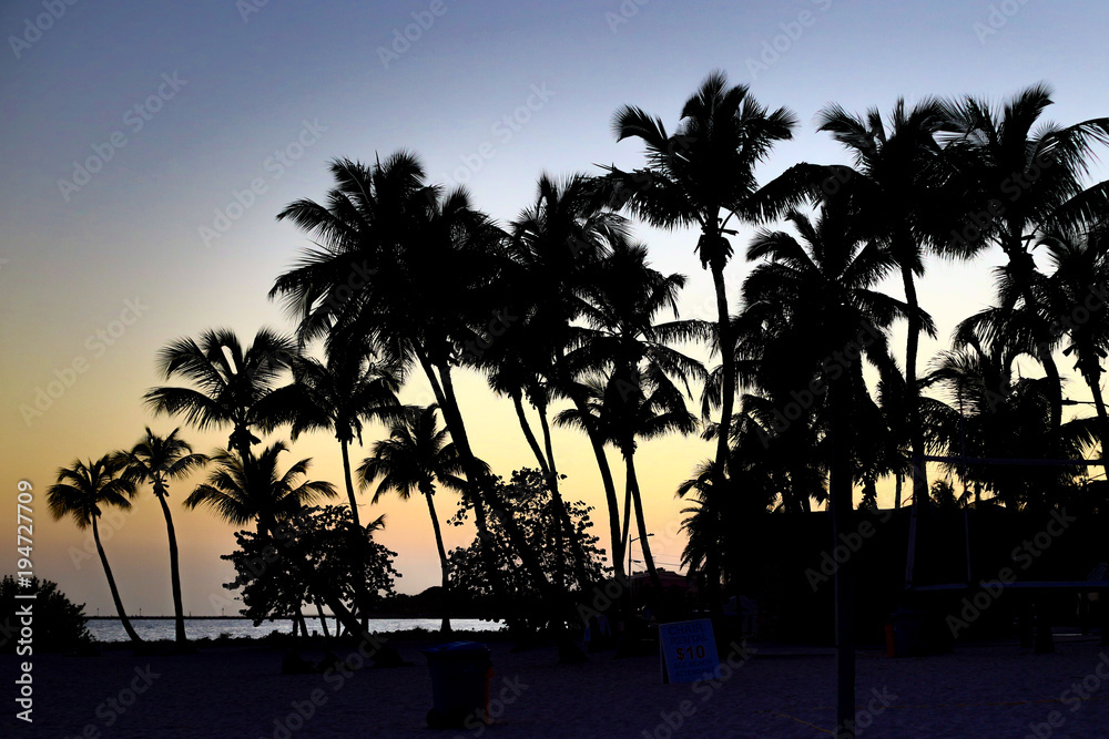 Obraz premium Palm Tree Silhouette 