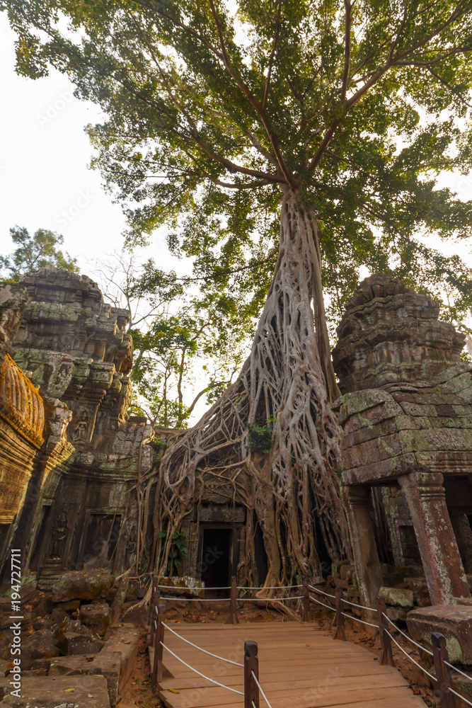 Trees growing on Temple Ta Phrom at Angkor Wat, Cambodia Trees growing on Temple Ta Phrom at Angkor Wat, Cambodia