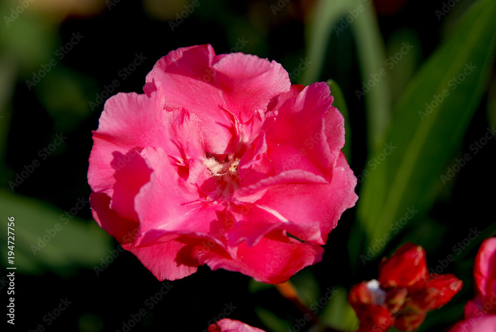 Single flower of a pink oleander