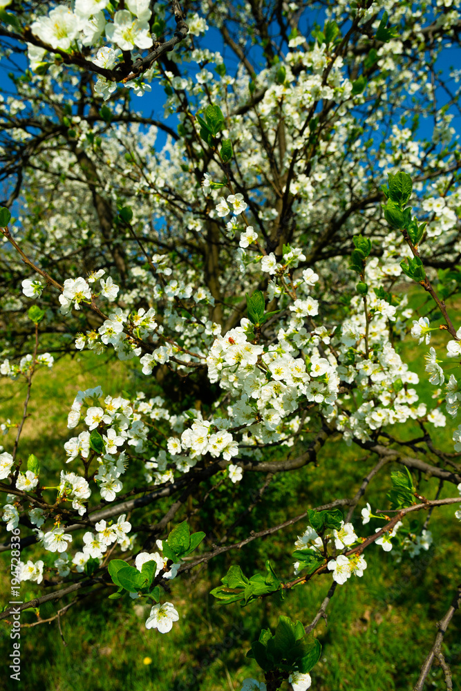 blossoming cherry tree in garden blossoming cherry tree in garden