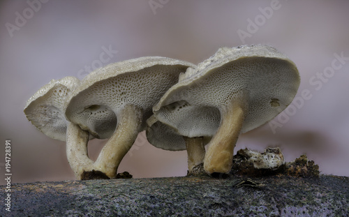 Fototapeta Naklejka Na Ścianę i Meble -  Mushrooms