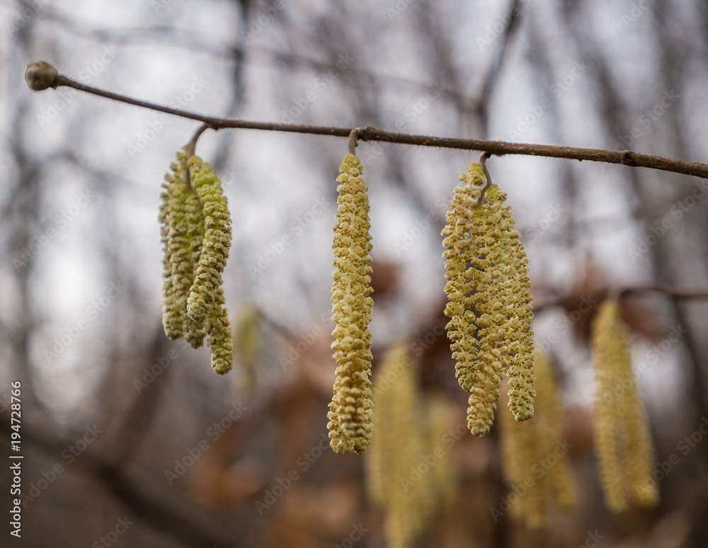 Naklejka premium The willow catkins in a forest, macro