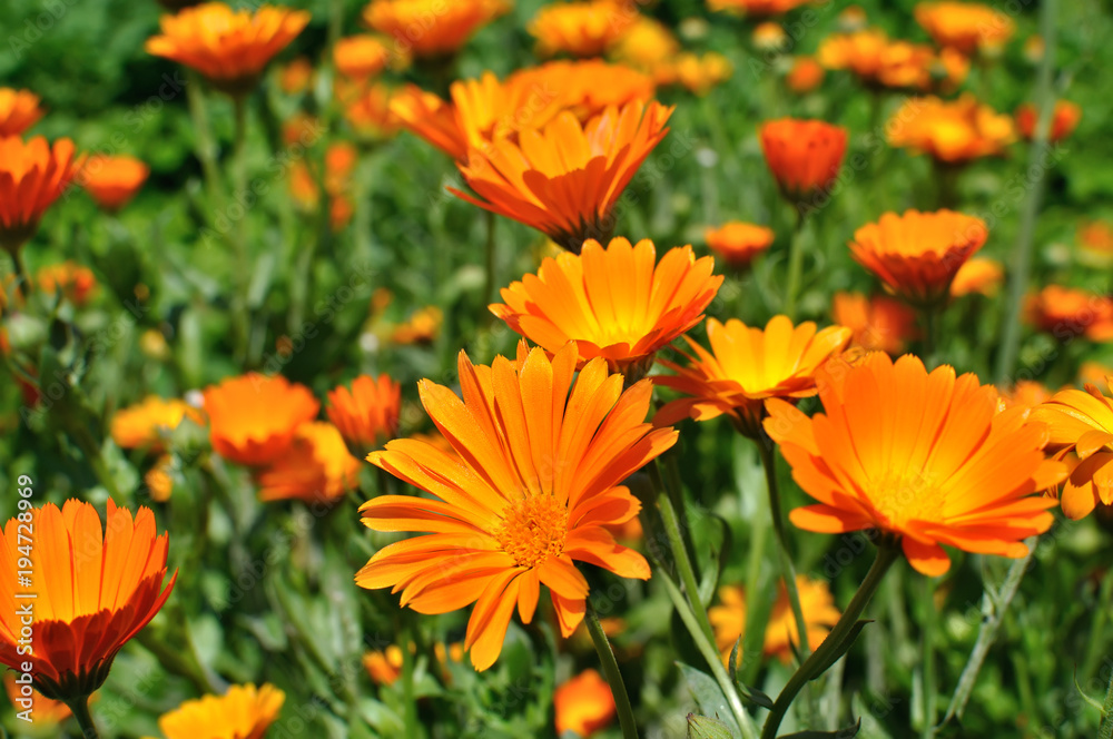 closeup of a medical marigold flowers closeup of a medical marigold flowers