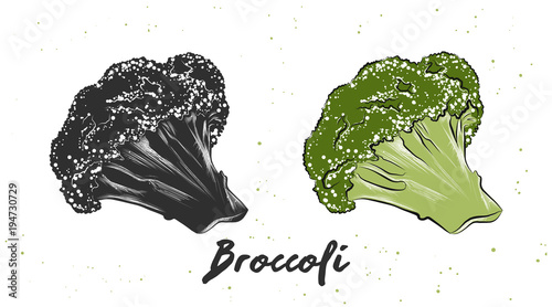 Vector engraved style illustration for posters, decoration and print. Hand drawn sketch of broccoli in monochrome and colorful. Detailed vegetarian food drawing.