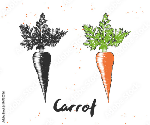 Vector engraved style illustration for posters, decoration and print. Hand drawn sketch of carrot in monochrome and colorful isolated on white background. Detailed vegetarian food drawing.