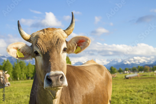 Kuh - Allgäu - Glücklich - Braunvieh - lustig - Hörner - Mai - Berge - Alpen photo