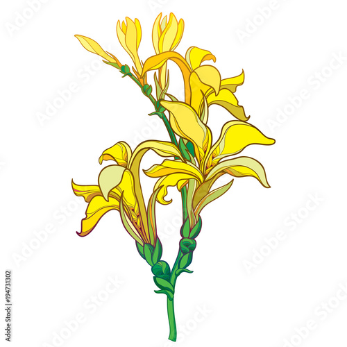 Fototapeta Naklejka Na Ścianę i Meble -  Vector branch with outline Canna lily or Canna, flower bunch and bud in yellow isolated on white background. Tropical flora in contour style with ornate flower for summer design.