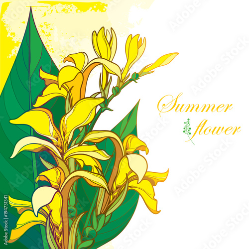 Vector bouquet of outline yellow Canna lily or Canna. Flower bunch, bud and leaf isolated on pastel background. Corner composition in contour style with ornate tropical flower for summer design.