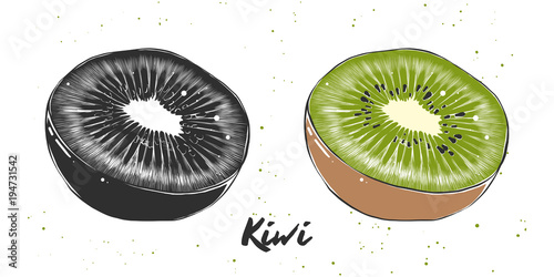 Vector engraved style illustration for posters, decoration and print. Hand drawn sketch of kiwi in monochrome and colorful. Detailed vegetarian food drawing.