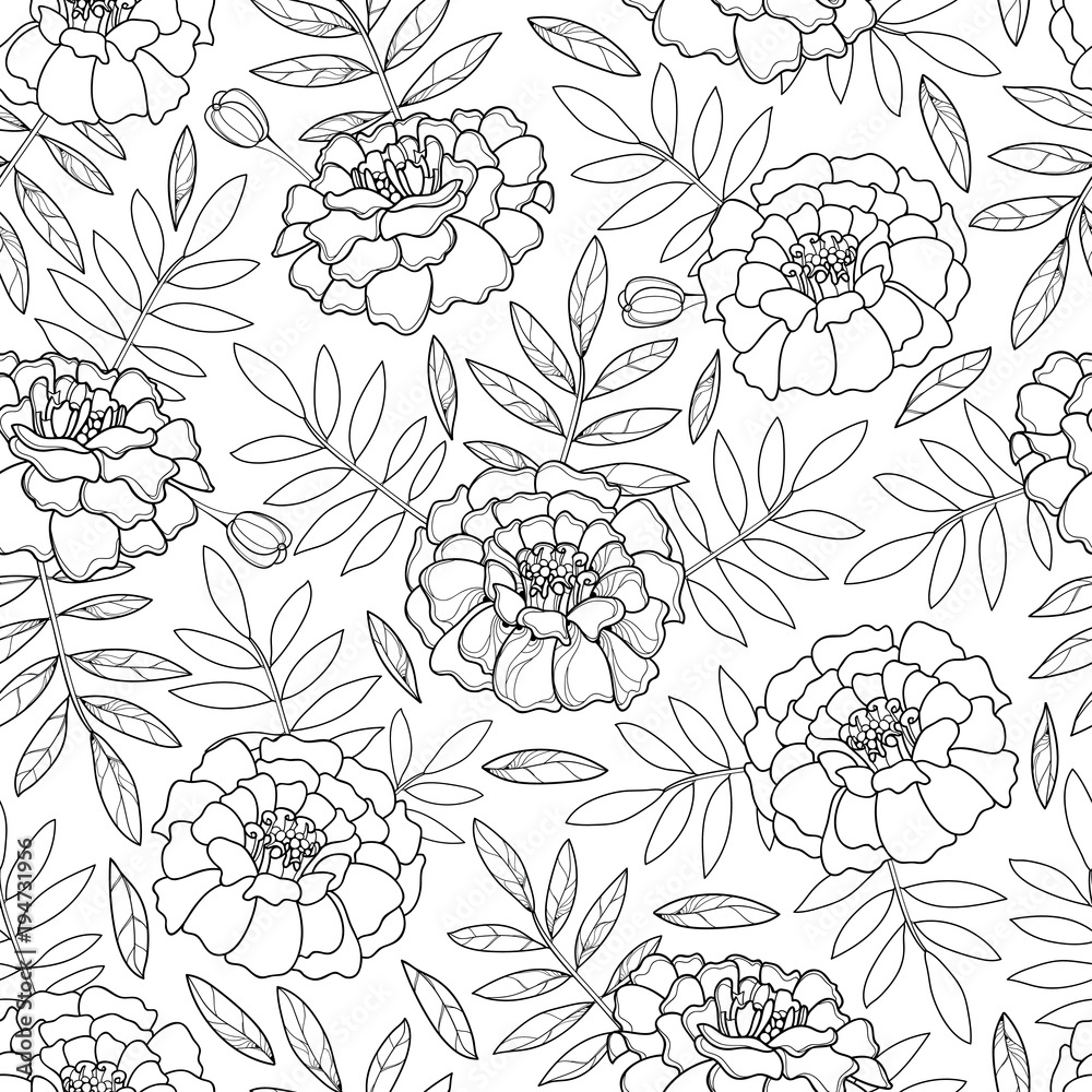 Vector seamless pattern with outline Tagetes or Marigold flower and leaves in black on the white background. Floral pattern in contour style with ornate Marigold for summer design and coloring book.