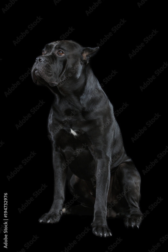 Obraz premium beautiful cane corso dog
