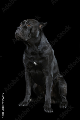 beautiful cane corso dog