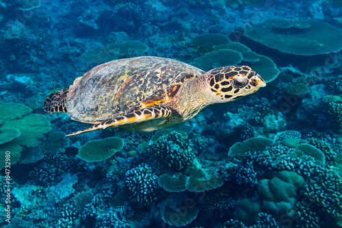 Meeresschildkr  te hawksbill sea turtle im Meer Ozean Korallenriff hintergrund blau