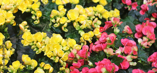 yellow and pink blossoming begonias