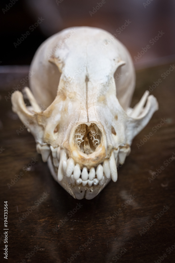 animal skull animal skull