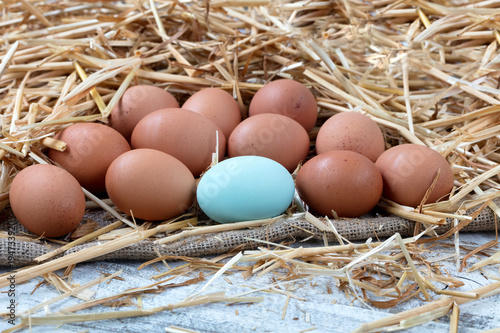 Close up single blue egg with brown organic raw chicken eggs lying on straw and wooden background