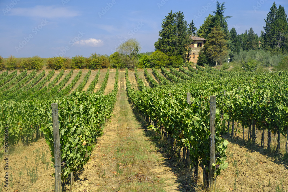 Obraz premium Summer landscape in the Chianti region (Tuscany)