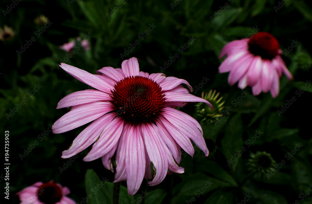 Closeup of Rose-red Coneflower against dark background