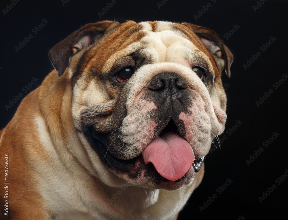 English bulldog portrait isolated on a black background