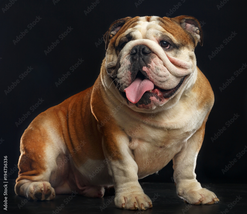 Fototapeta premium English bulldog isolated on a black background