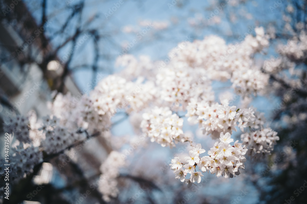Fototapeta premium spring